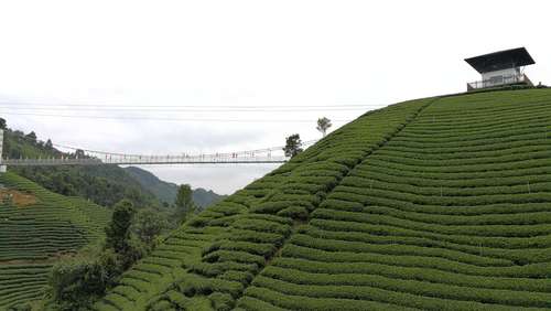 南山茶海旅游