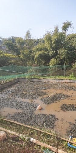 自贡牛蛙养殖基地的第2张图片的图片资料