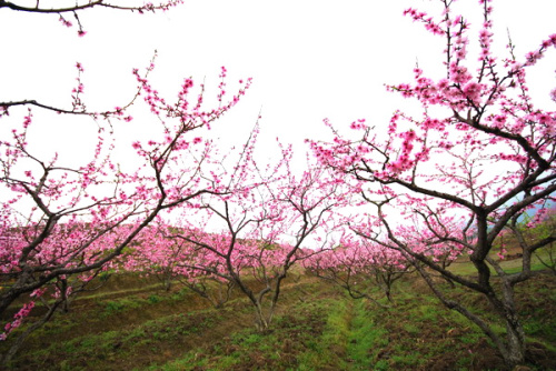 桃花山