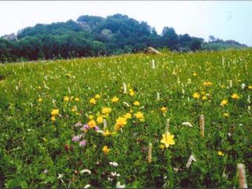 百花山