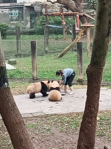 重庆动物园-熊猫馆