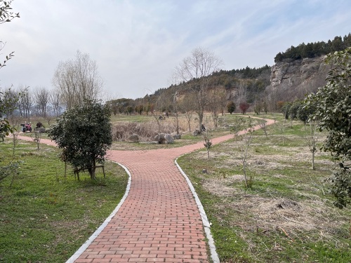 郁金香园