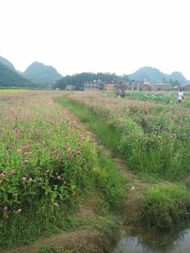 普者黑花海-基地