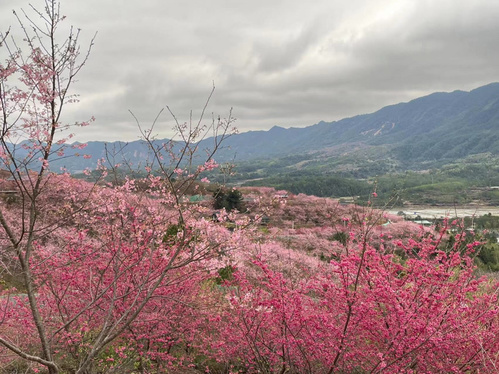 清流赖坊樱花园