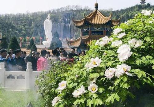 古县牡丹文化旅游区