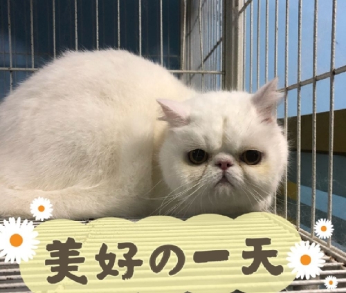 伍洲宠物医院