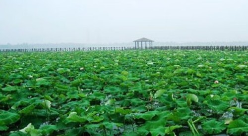 白塘生态植物园