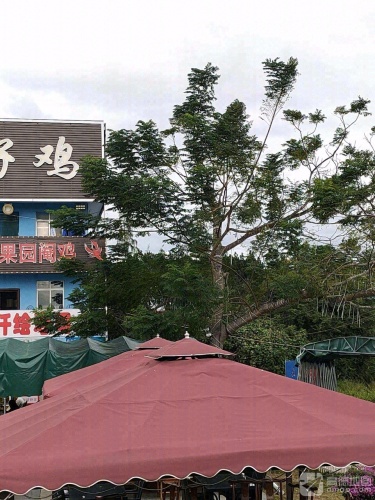 东郊椰林椰子鸡(海棠湾店)