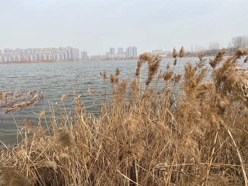 凤鸣湖湿地公园