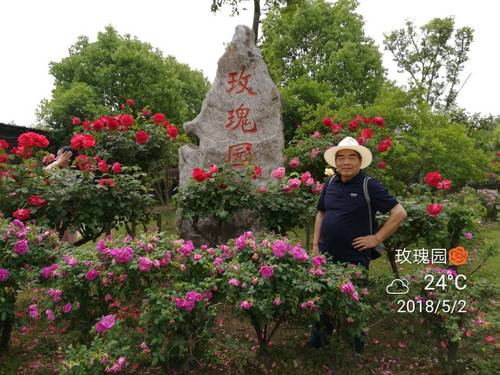 南京玫瑰园的第1张图片的图片资料