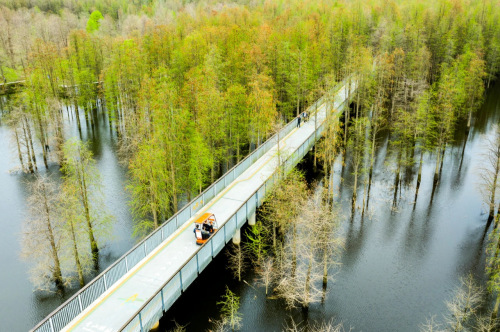 青山湖水上森林