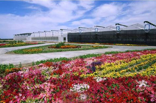 新疆芳香植物生态观光园