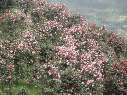 龙茶花海