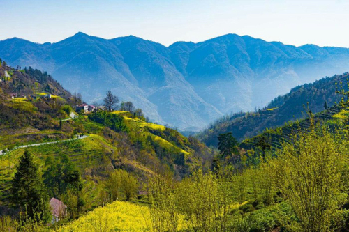 油菜花海景区