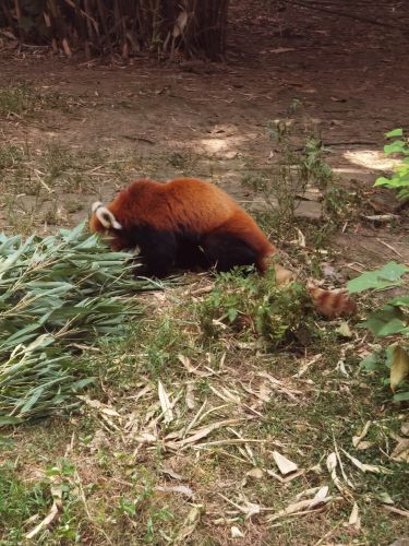 成都大熊猫繁育研究基地-小熊猫2号活动场