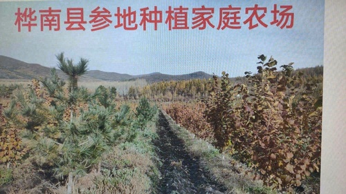 桦南县参地种植家庭农场