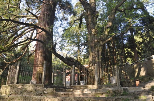 庐山国家重点风景名胜区-三宝树