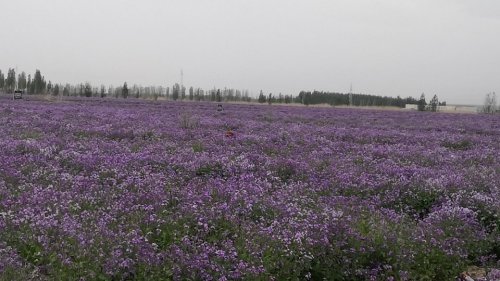 呼图壁县石梯子乡天山花海景区