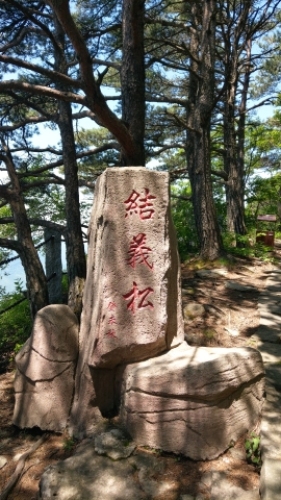 五女山景区-结义松