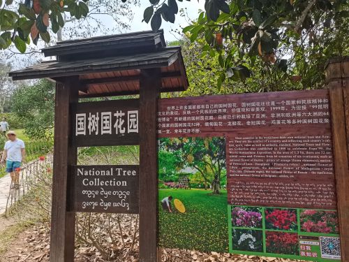 西双版纳热带植物园-国树国花园