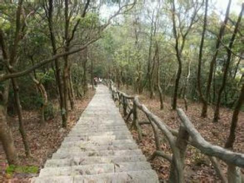 秀桐道