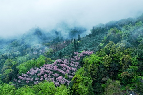 蒙顶山