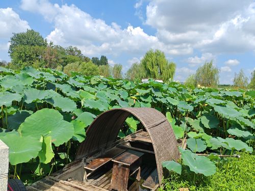 襄阳荷花湖