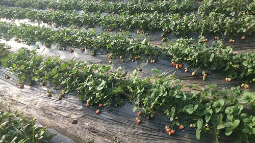 草莓采摘基地十里莓园