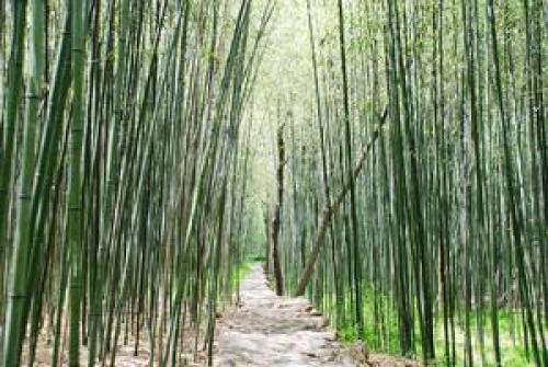 丛麻禅院