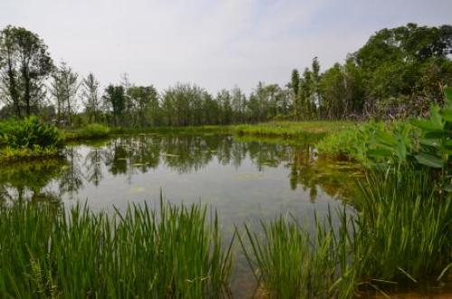白鹭湾湿地公园