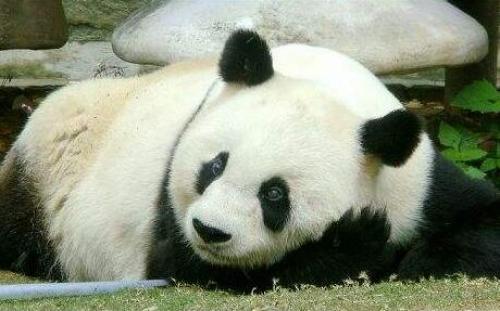 福州熊猫世界