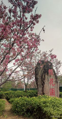 青秀山风景区-樱花园