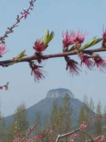 马山冬桃园