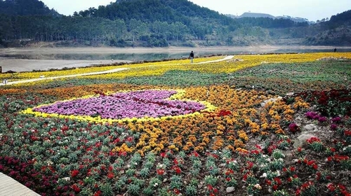 黄姚花海