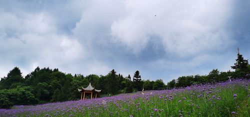 野三关森林花海