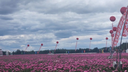 八井子芍药园