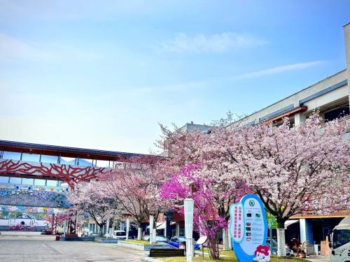 浙八味市场樱花公园
