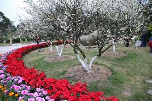 萝岗香雪公园