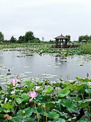 沙河湿地公园景观帯