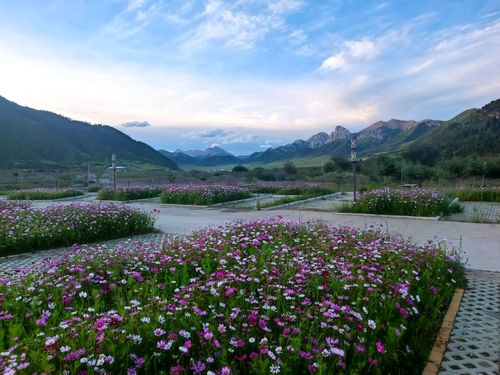 康巴花都