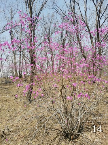 杜鹃花谷