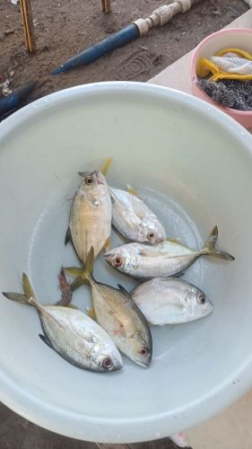 海之恋海鲜加工