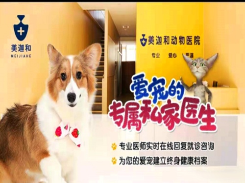 美迦和动物医院
