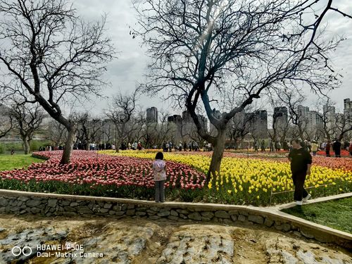 黄河花堤