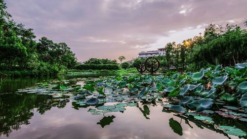 金山植物公园