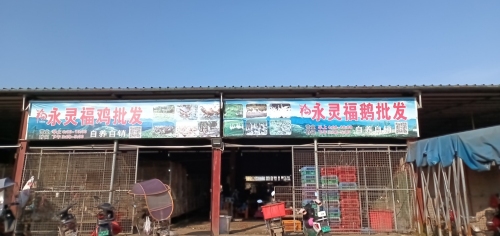 永灵福鸡福鹅批发点