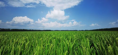 八五零农场荒火燎原