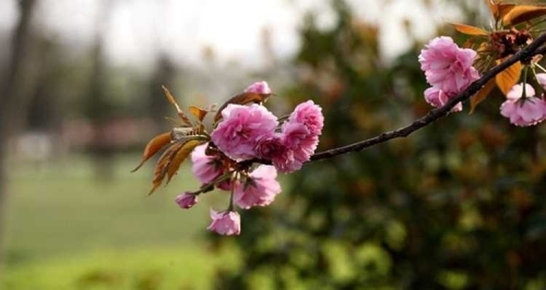 春季