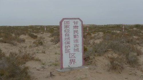 民勤连古城自然保护区