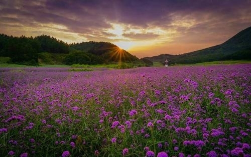 岗山花海景区(建设中)